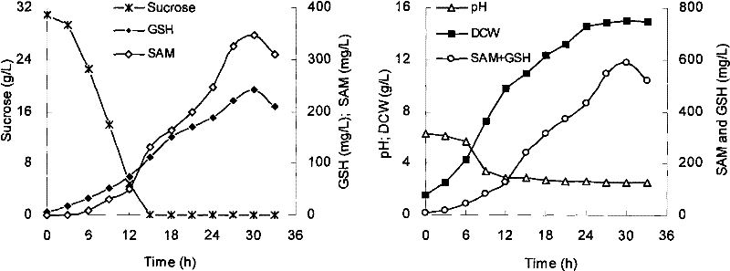 Ethionine resistance Candida utilis and application thereof