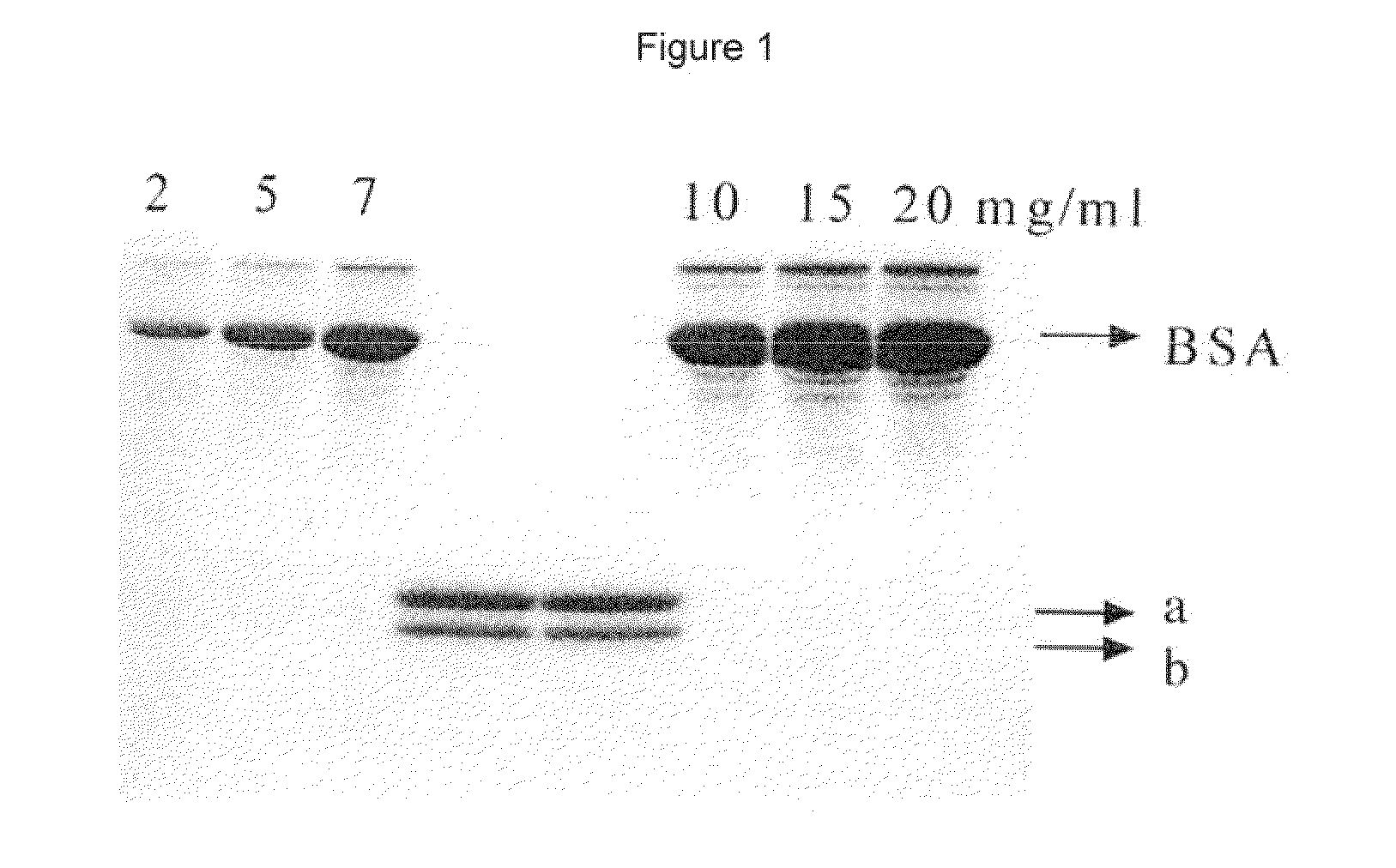 Method of enriching spermatozoa of mammals bearing x-chromosome or y-chromosome