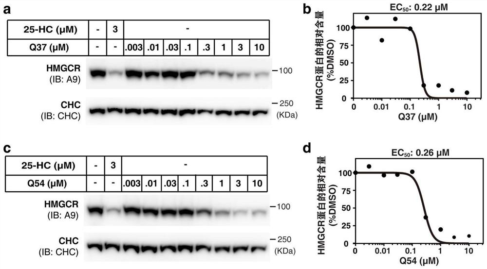 Cholic acid derivative and application thereof in lowering cholesterol