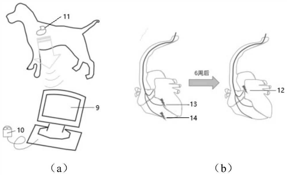 Method and system for generating animal heart failure and atrial fibrillation combined model