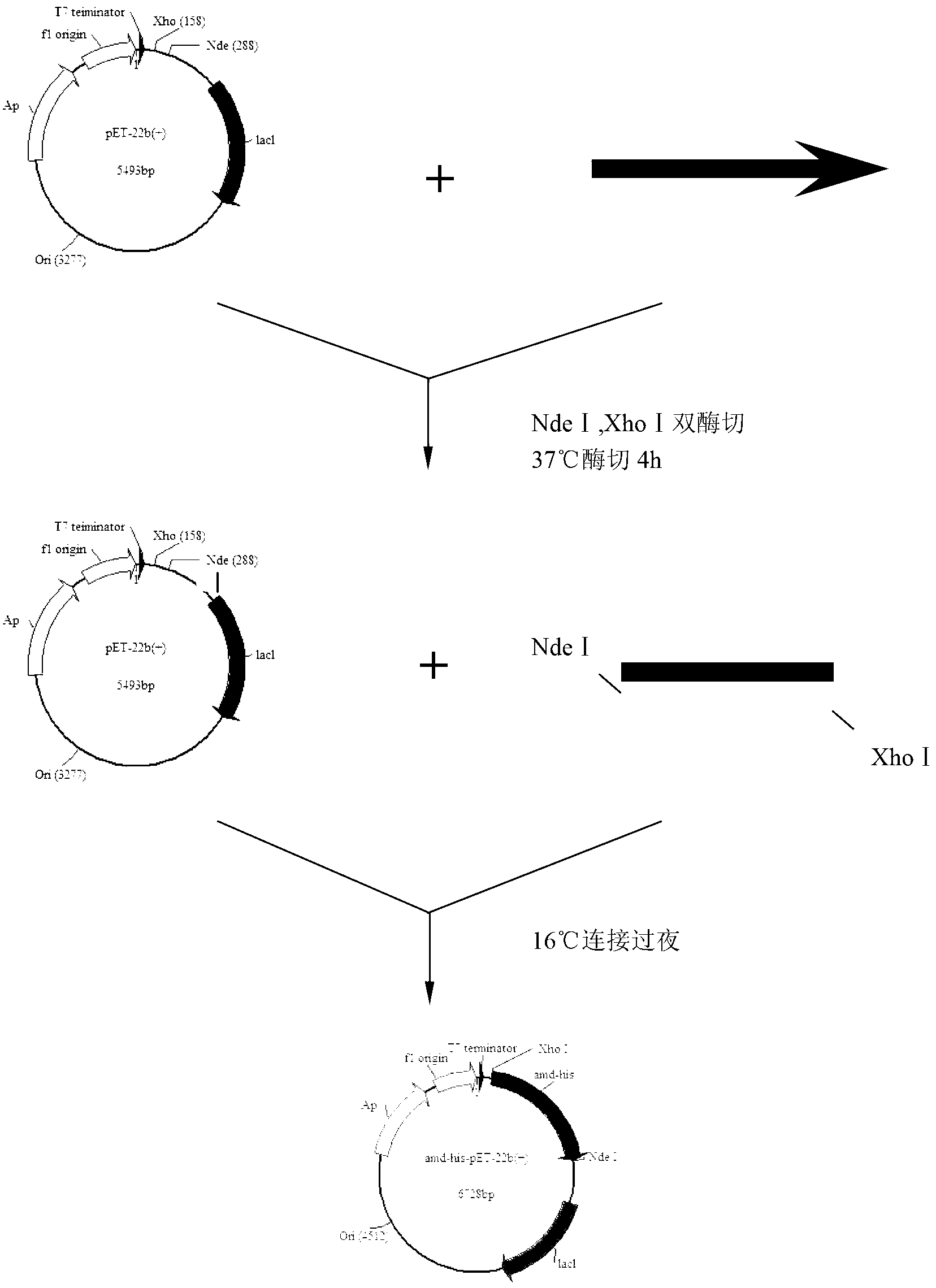 Strain capable of producing carboxyethylhydantoinase and application thereof