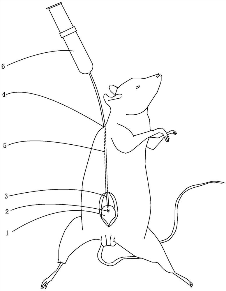 Construction method and application of urinary tract contrast animal model based on cystostomy