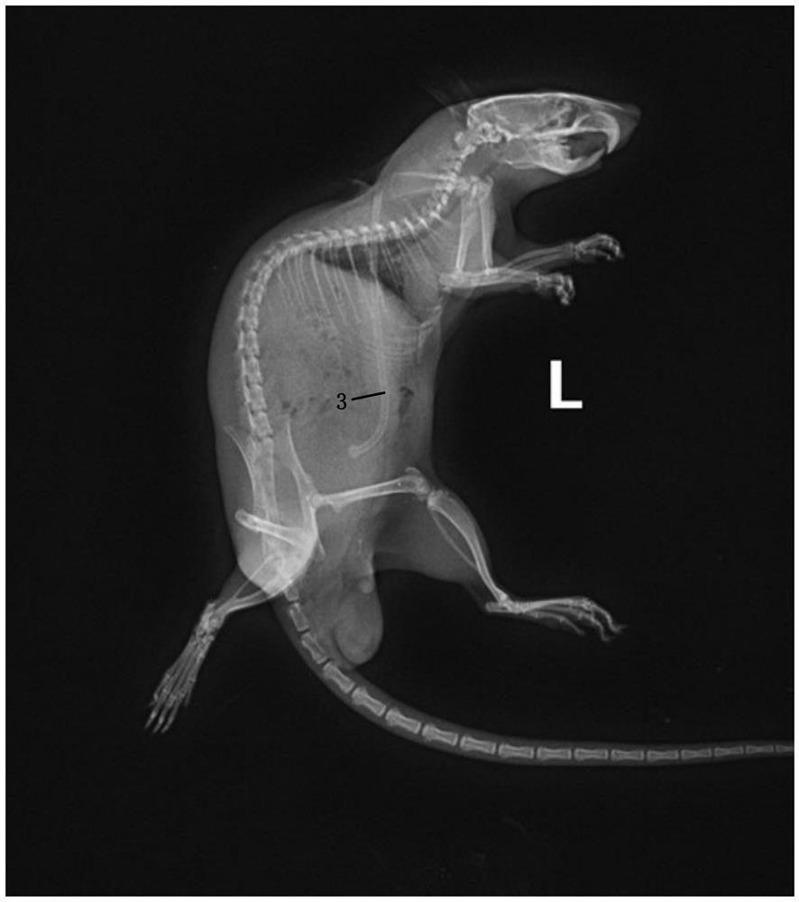 Construction method and application of urinary tract contrast animal model based on cystostomy