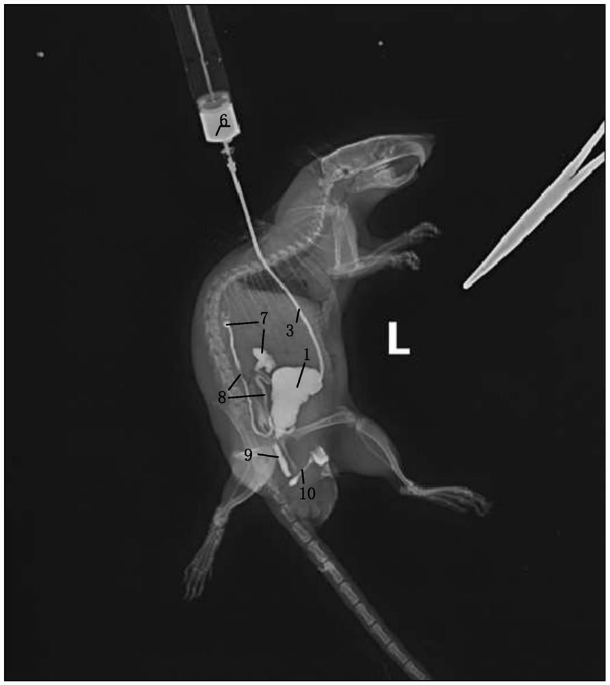 Construction method and application of urinary tract contrast animal model based on cystostomy