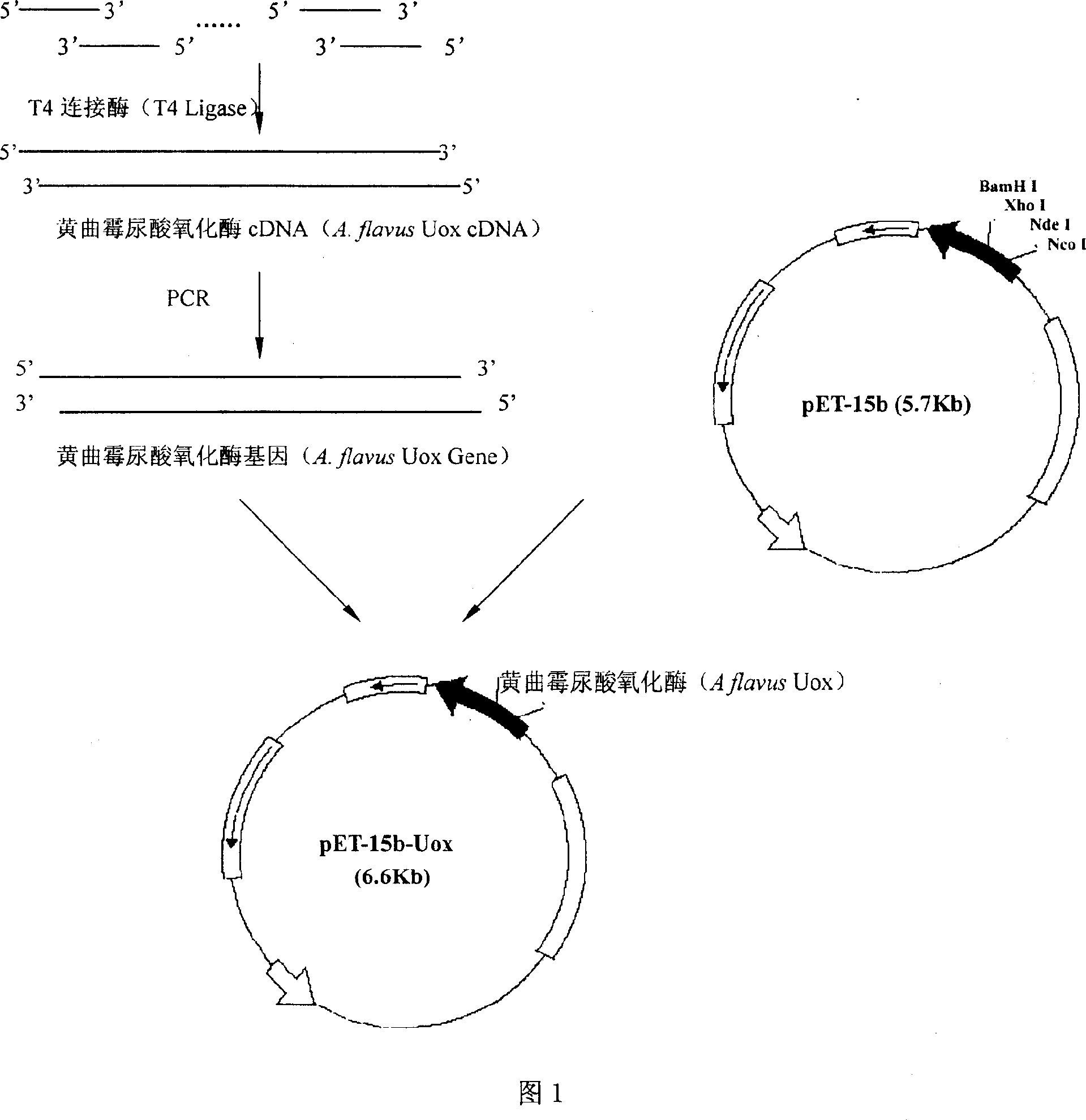Process for preparing aspergillus flavus urate oxidase