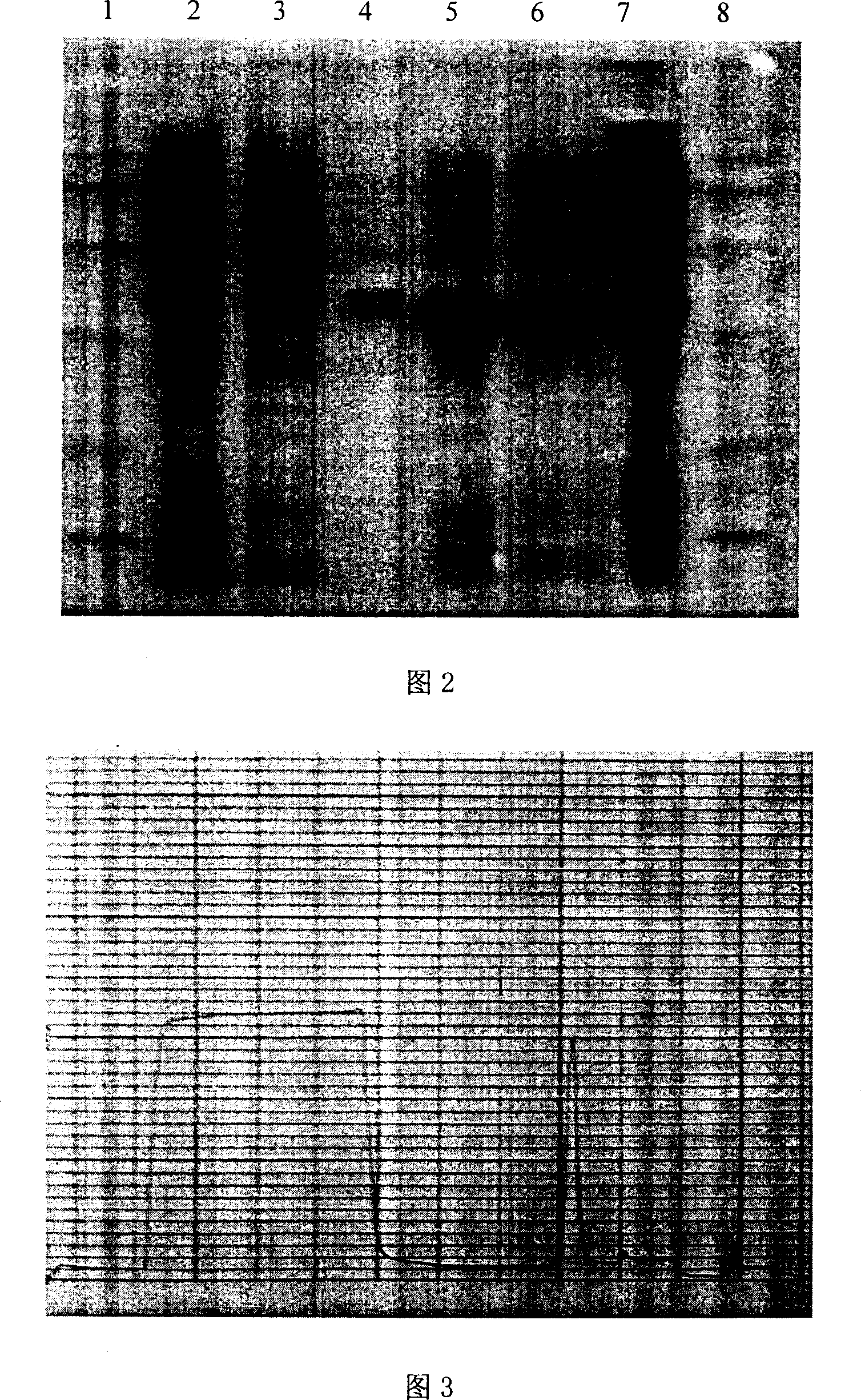 Process for preparing aspergillus flavus urate oxidase