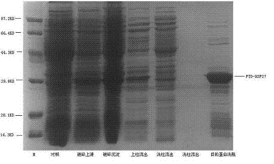 Recombinant fusion protein PTD-HSP27 and use thereof