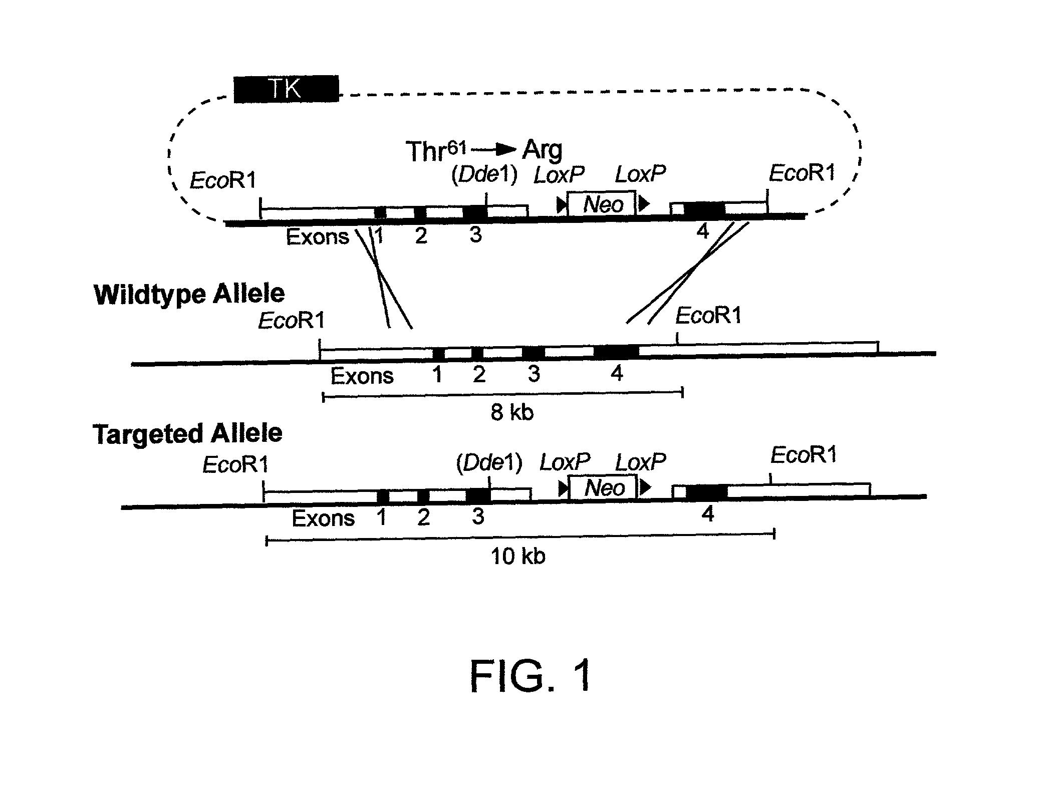 Gene-targeted animal model of apolipoprotein E4 domain interaction and uses thereof