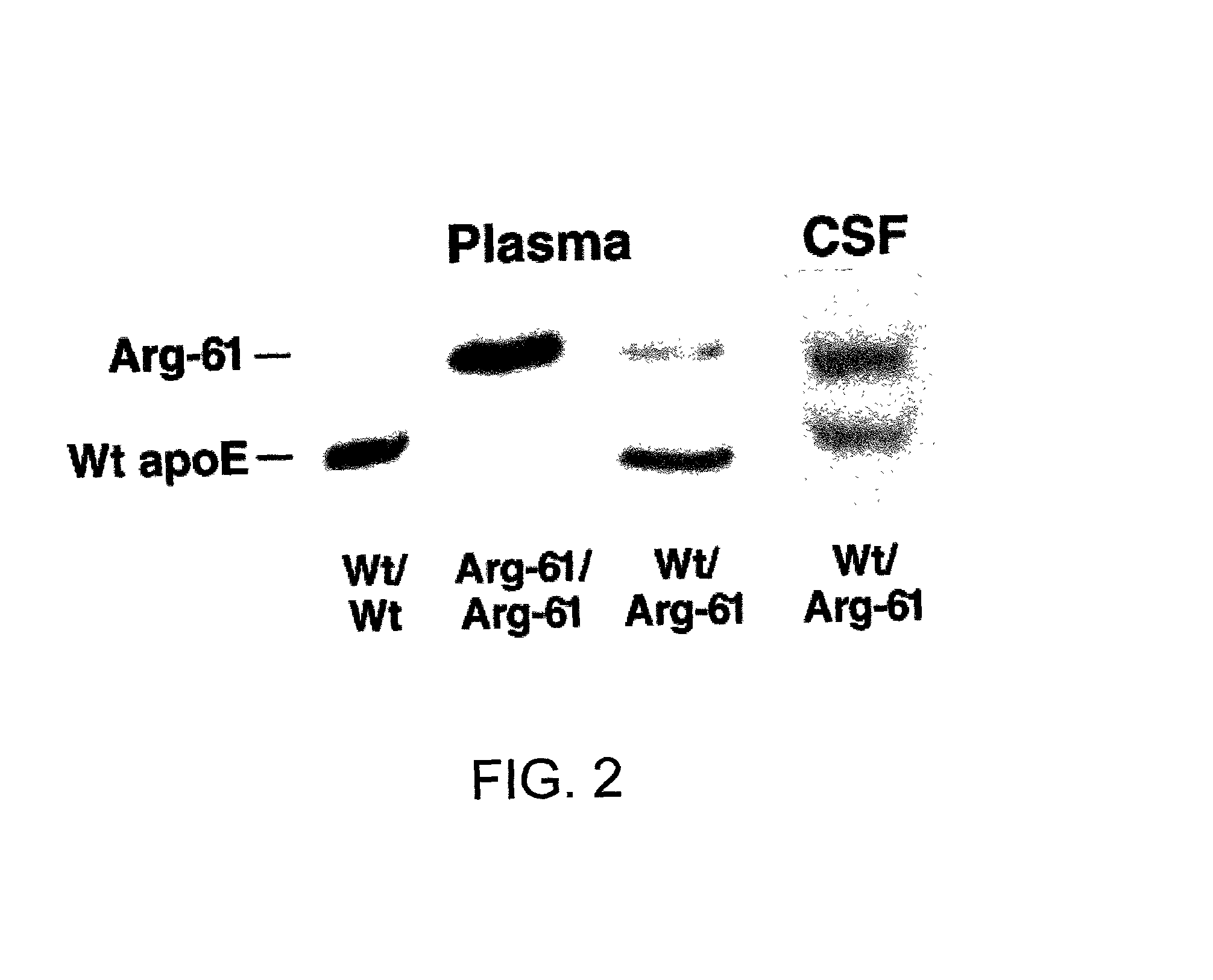 Gene-targeted animal model of apolipoprotein E4 domain interaction and uses thereof