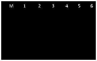 Cercospora edulis specific molecular detection primer and application thereof