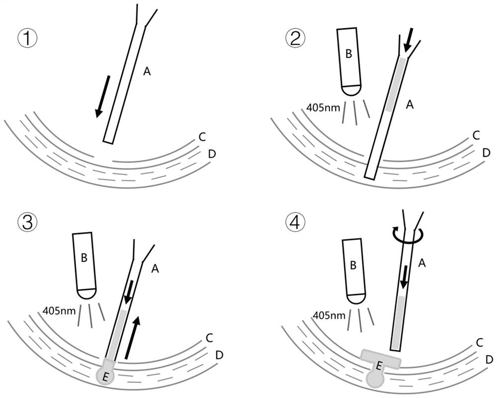 In situ biofabrication method in vivo and its application in tissue repair in vivo