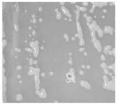 Method for screening bacterial strains with high output of low-temperature MDH (malate dehydrogenase)