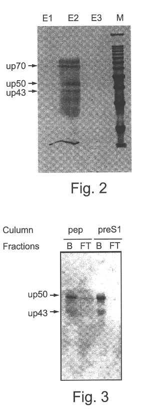 Hepatitis B virus binding proteins and uses thereof