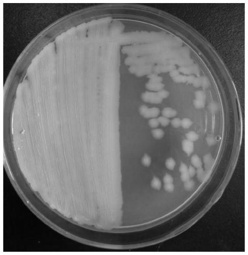 A strain of Bacillus Tequila against Lycium barbarum root rot and its application