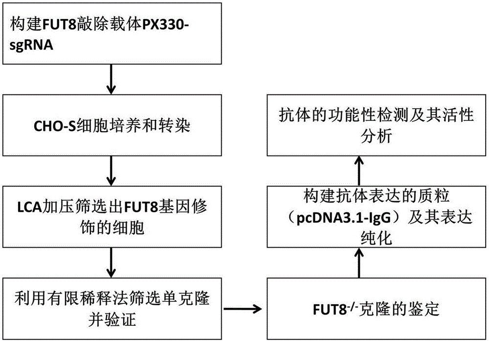 Establishment and application of CHO cell line for producing fucose-free monoclonal antibody