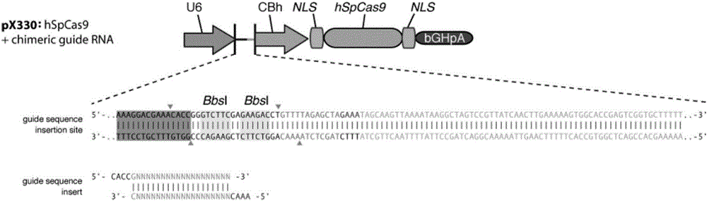 Establishment and application of CHO cell line for producing fucose-free monoclonal antibody