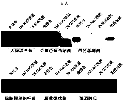 Apolipoprotein ii/i and its preparation method, biological function and application