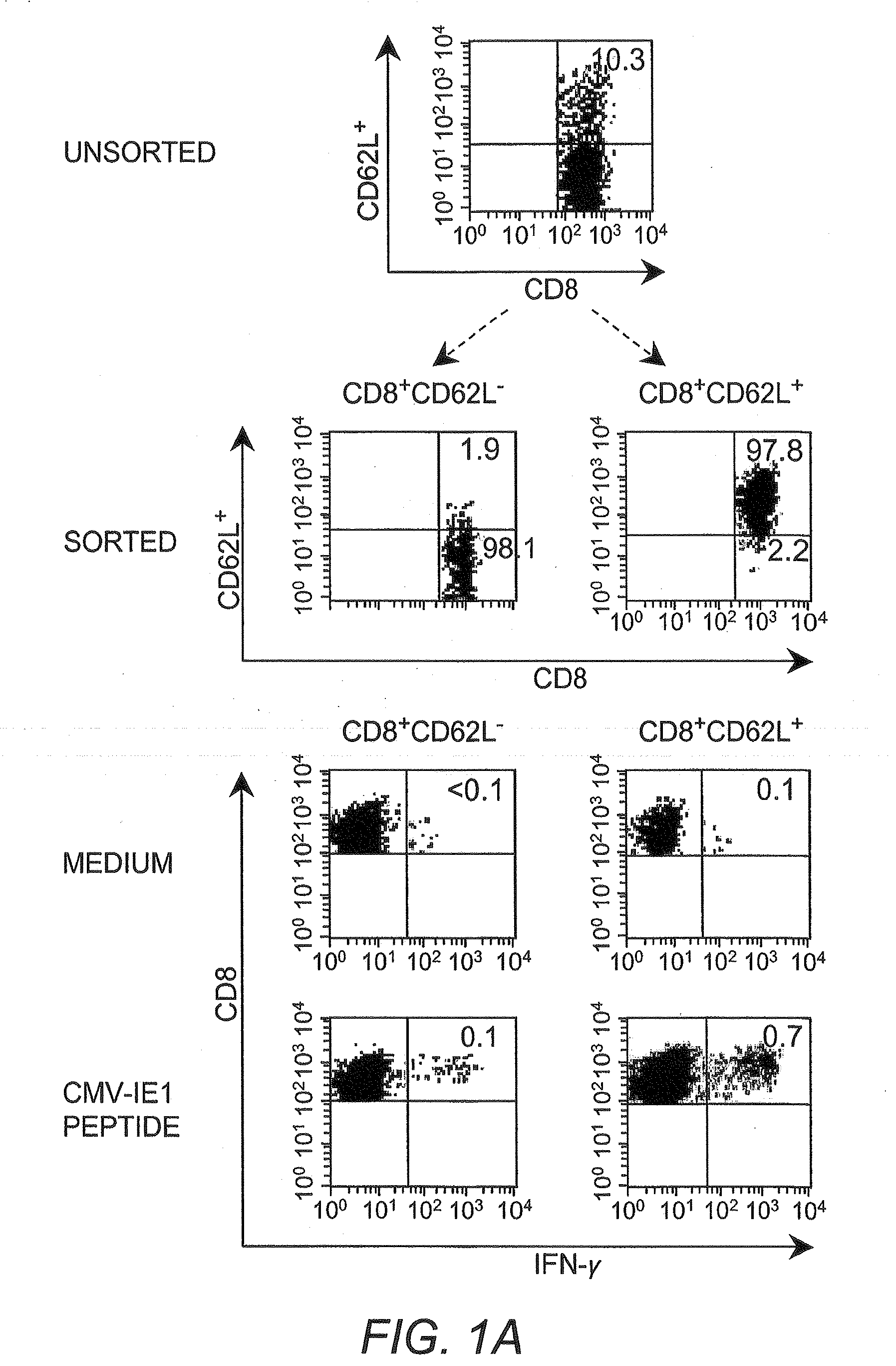 Adoptive transfer of cd8+ t cell clones derived from central memory cells