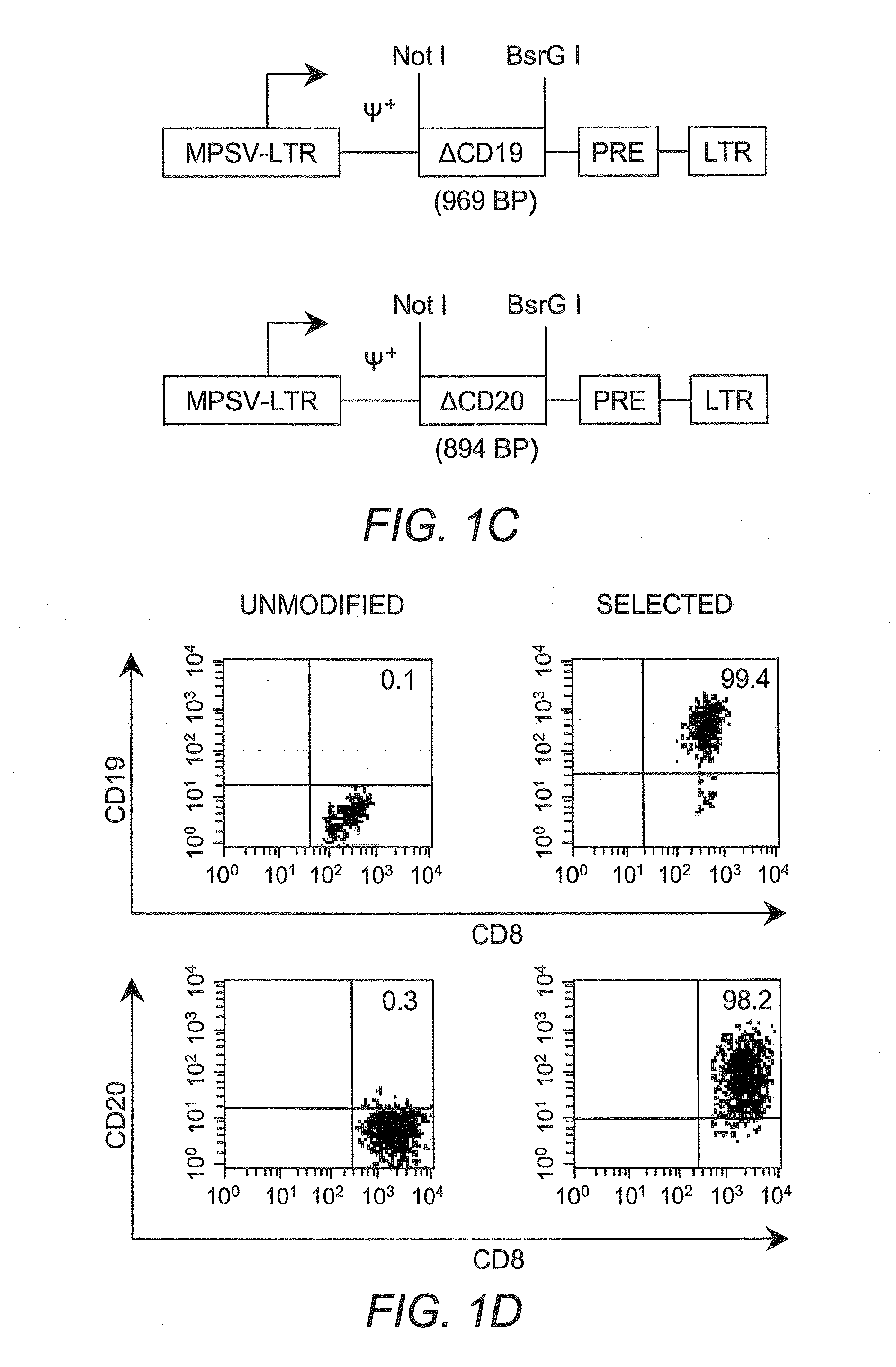 Adoptive transfer of cd8+ t cell clones derived from central memory cells