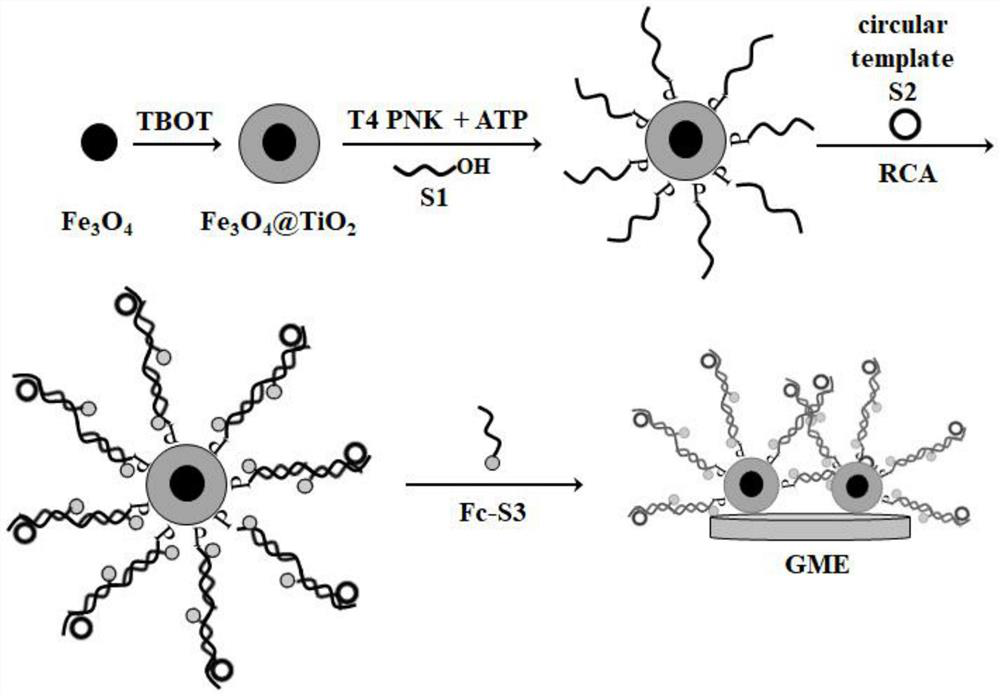 Method for measuring T4 polynucleotide kinase activity based on magnetic nanomaterials and biological signal amplification technology