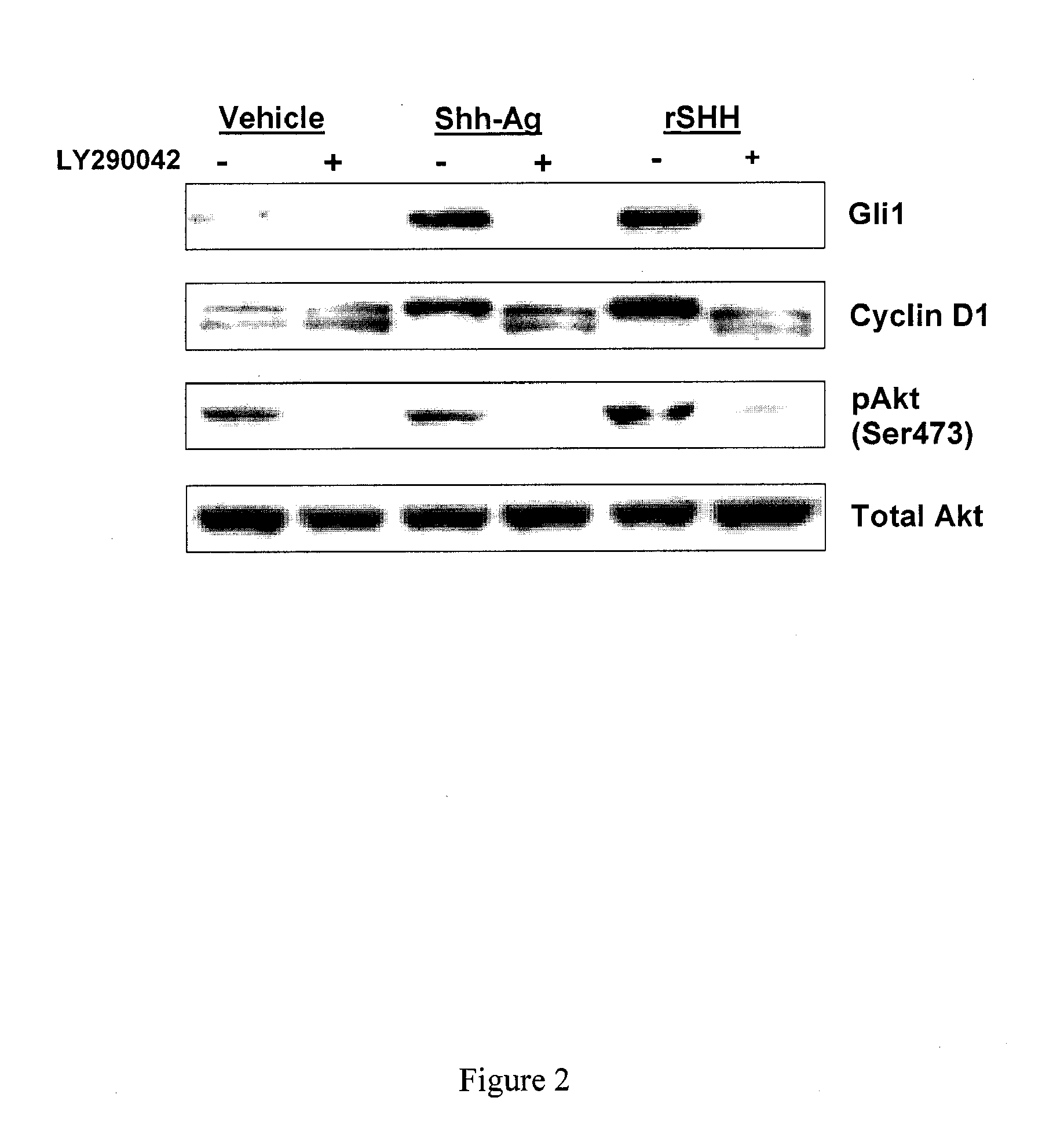 Use of hedgehog agonists in the treatment of musculoskeletal-related disorders