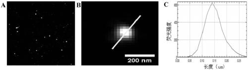 Recombinant plasmid and cell line for monomolecular positioned super-resolution imaging of exosome and applications of recombinant plasmid and cell line