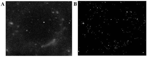 Recombinant plasmid and cell line for monomolecular positioned super-resolution imaging of exosome and applications of recombinant plasmid and cell line