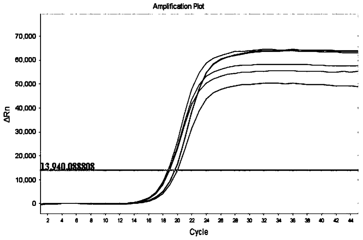 Method for detecting expression of odorant-binding protein gene OBP6 of Italian bees by using fluorescent RT-PCR technology