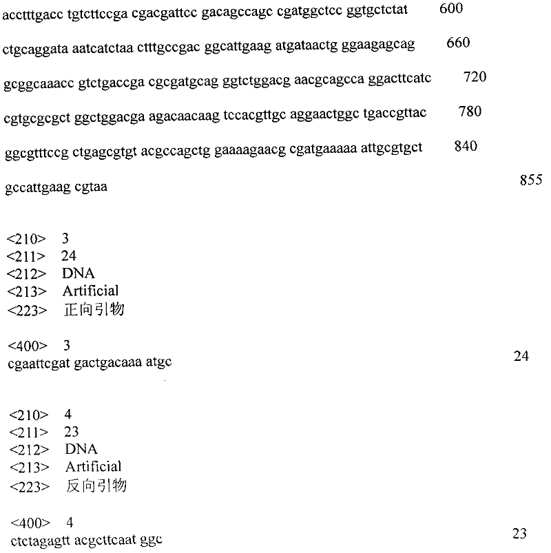 Preparation of glutamic acid through three stages of fermentation