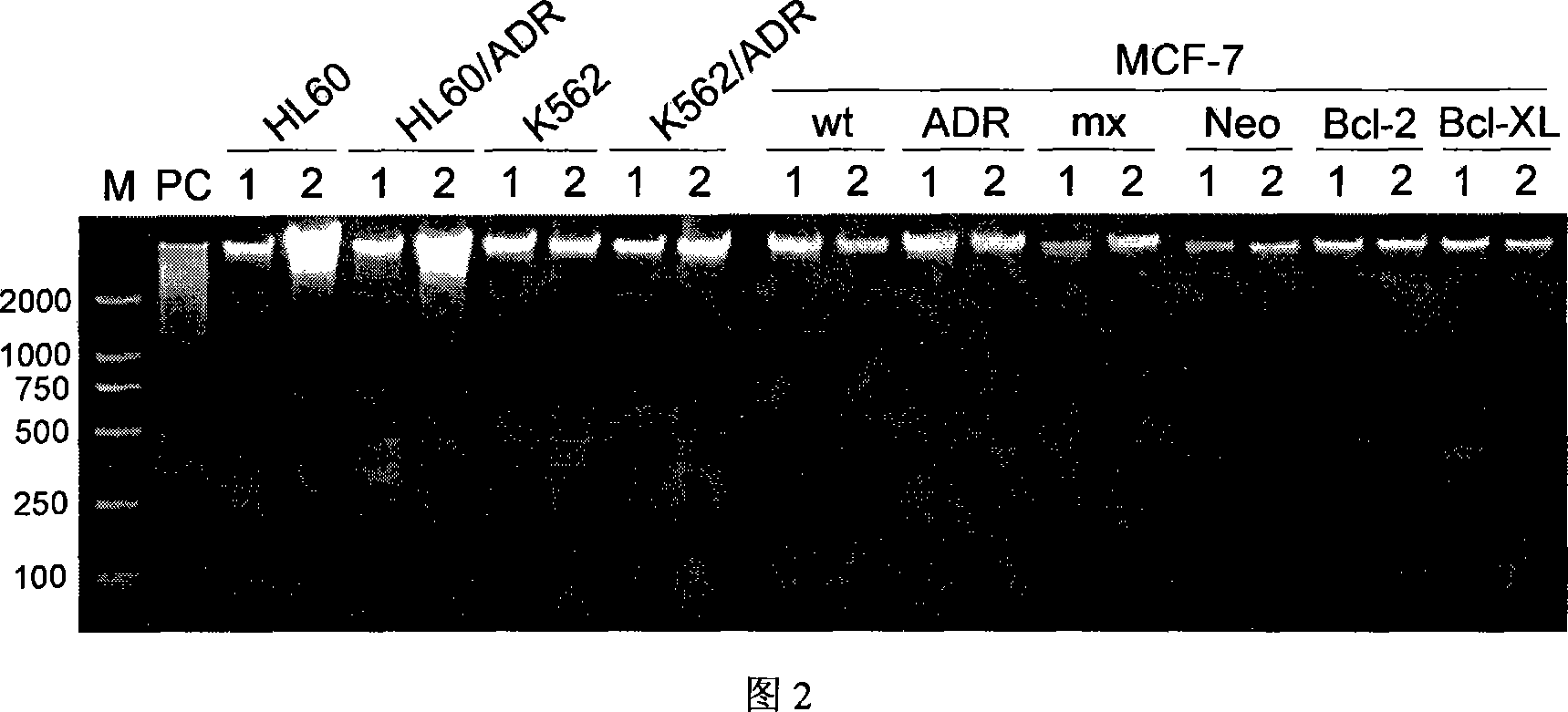 Application of naphthoquinone compounds