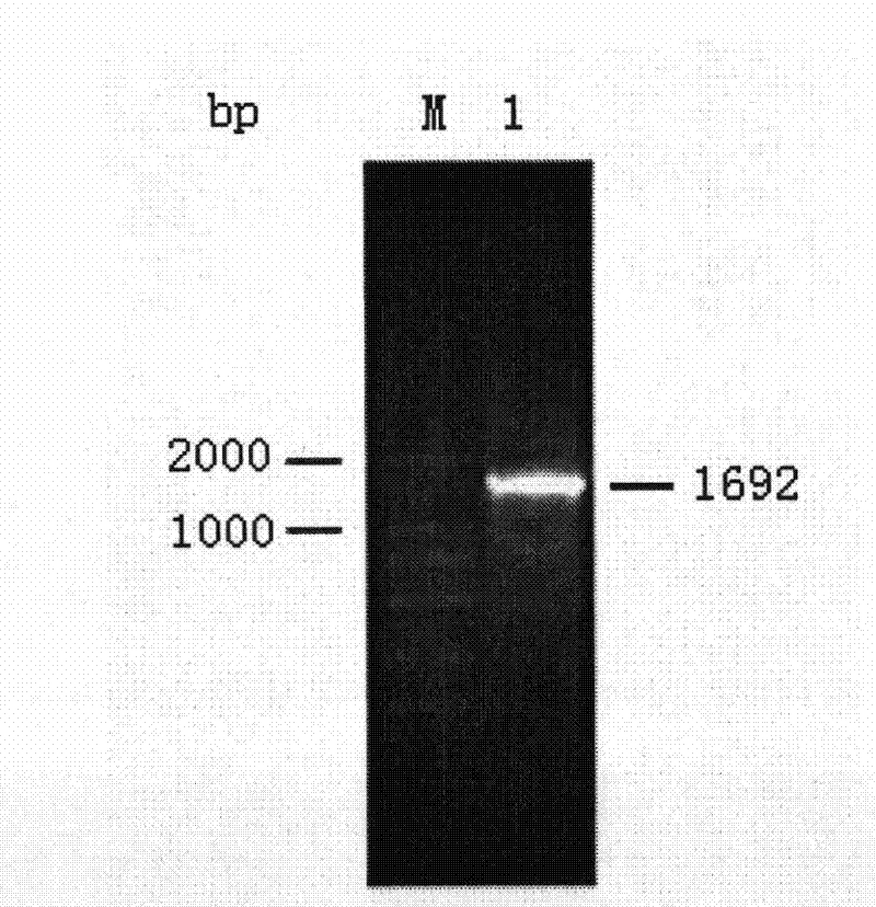 Chitinase for deactivating varroa destructor, serratia marcescens and application thereof