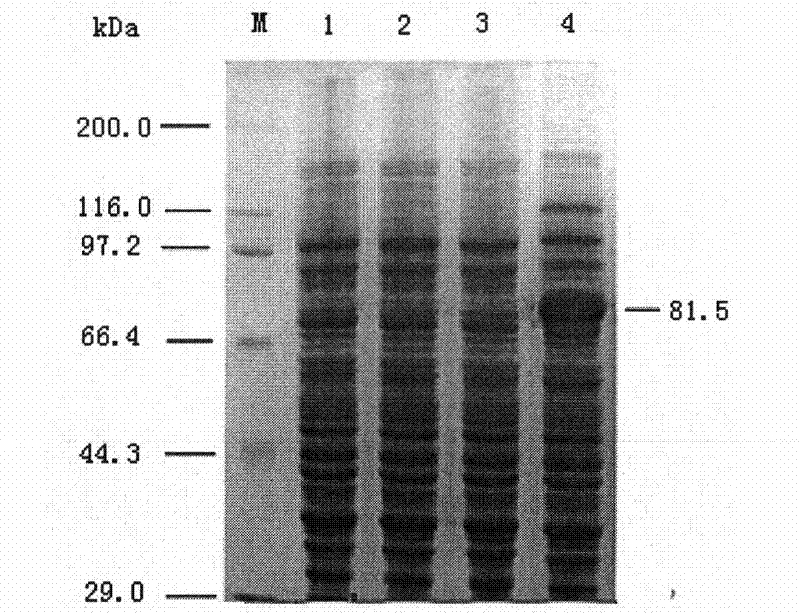 Chitinase for deactivating varroa destructor, serratia marcescens and application thereof