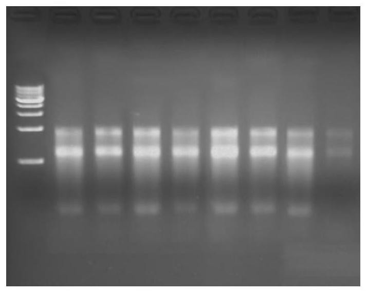 A kind of lysate and its application in preserving tissue or cell and extracting rna