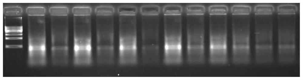 A kind of lysate and its application in preserving tissue or cell and extracting rna