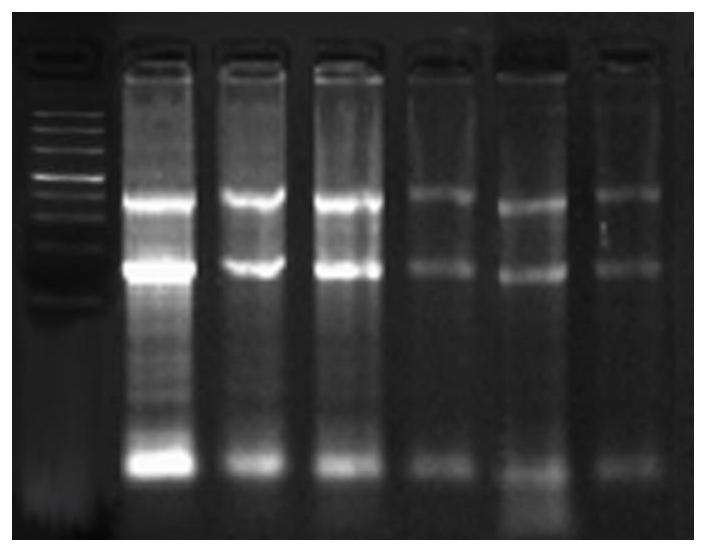 A kind of lysate and its application in preserving tissue or cell and extracting rna