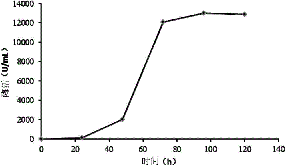 Recombinant pichia pastoris engineering bacteria and production method thereof