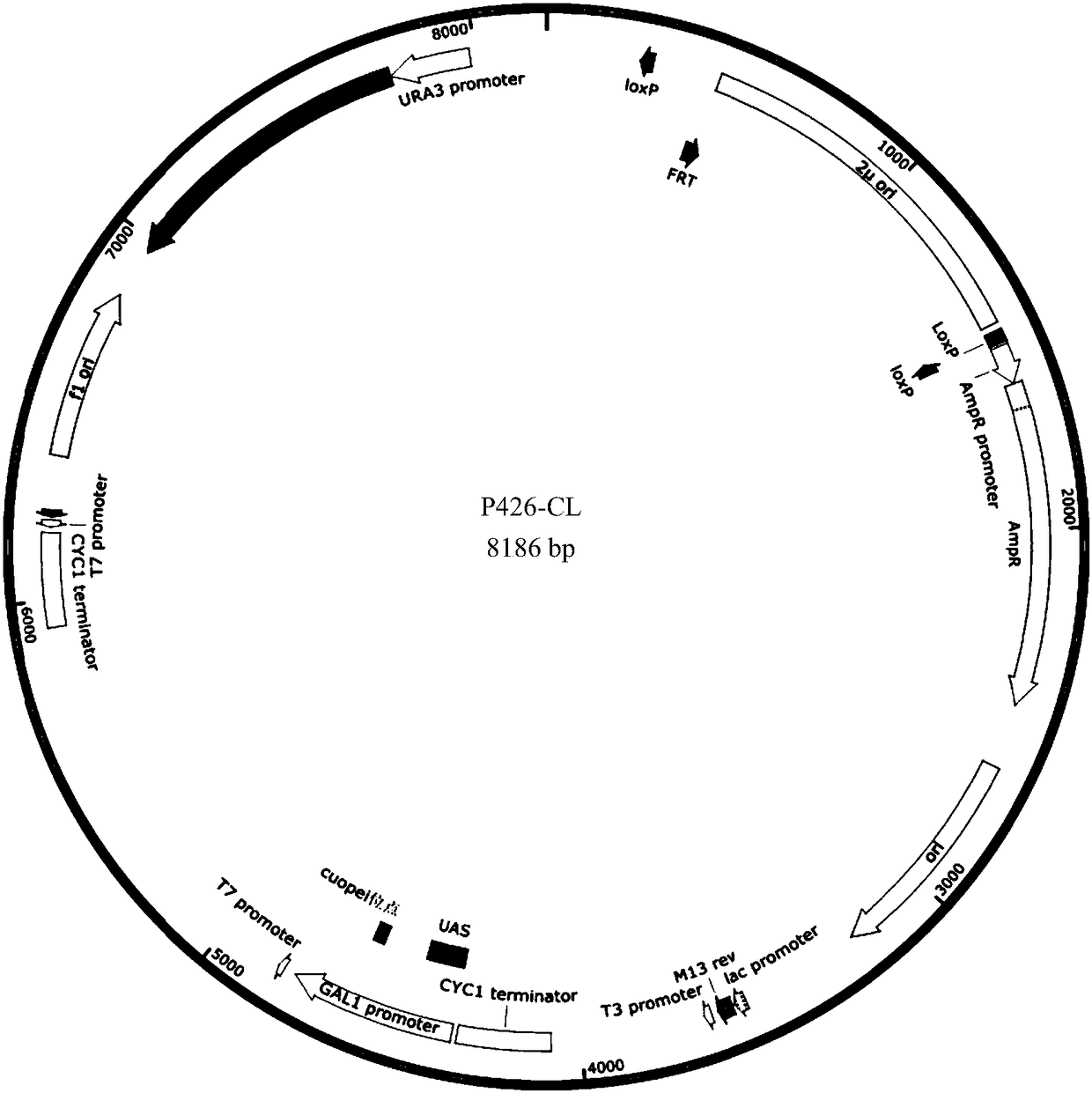 Yeast genome editing carrier as well as construction method and applications thereof