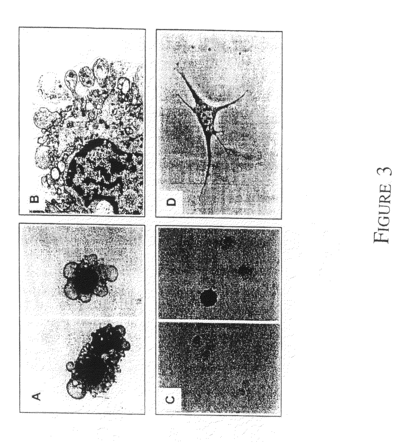 Mesenchymal precursor cell