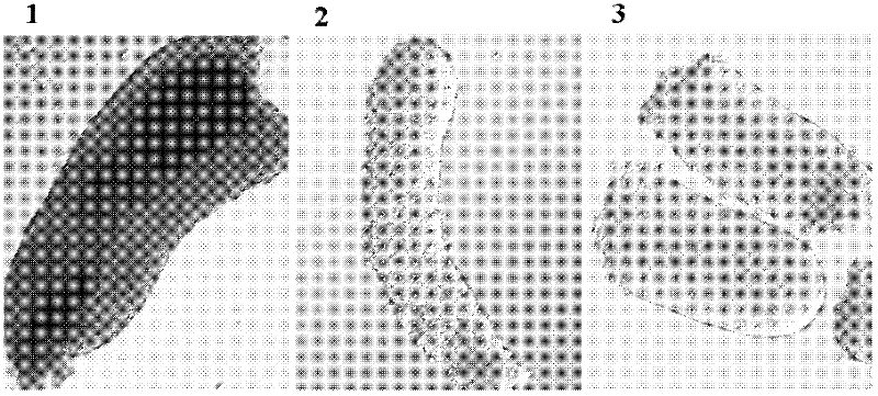 Technological method for promoting ectogenesis of premeiotic female germ cells by using activin A (ActA)