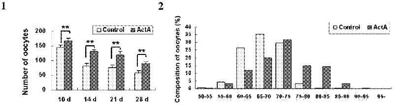 Technological method for promoting ectogenesis of premeiotic female germ cells by using activin A (ActA)