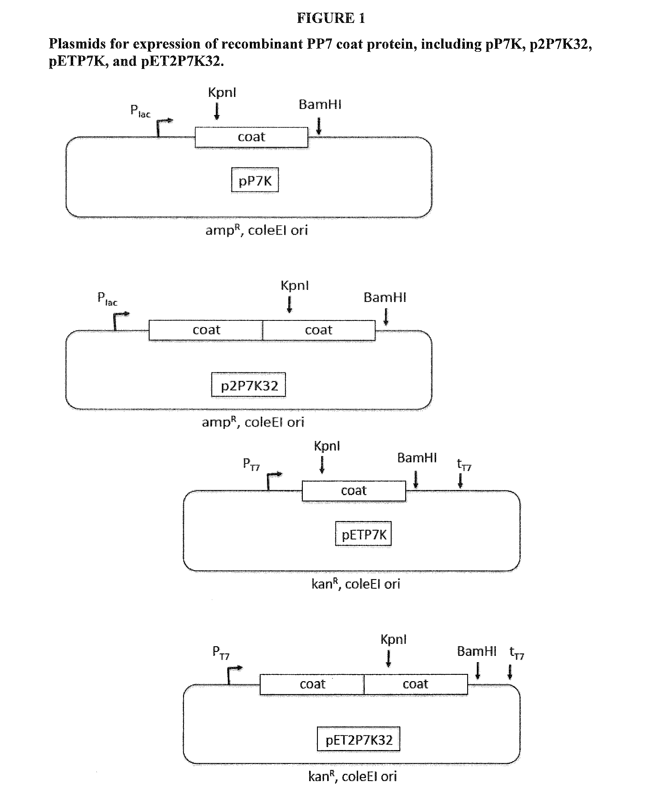 Immunogenic HPV L2-Containing VLPs and Related Compositions, Constructs, and Therapeutic Methods