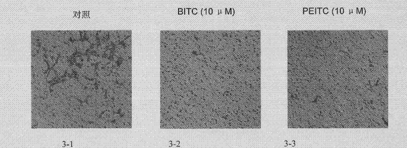 Usage of isothiocyanate in preparing medicine for preventing from tumor invasion and metastasis