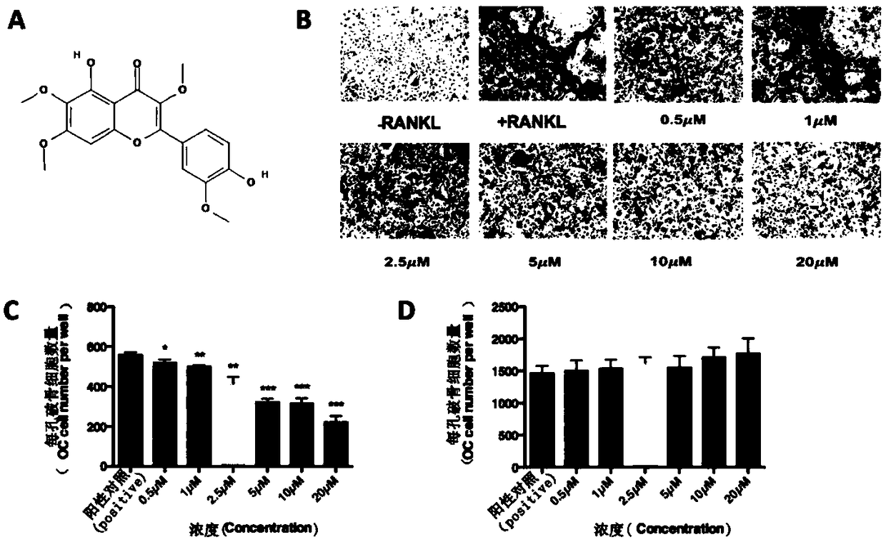 Application of chrysosplenetin to osteoporosis treatment