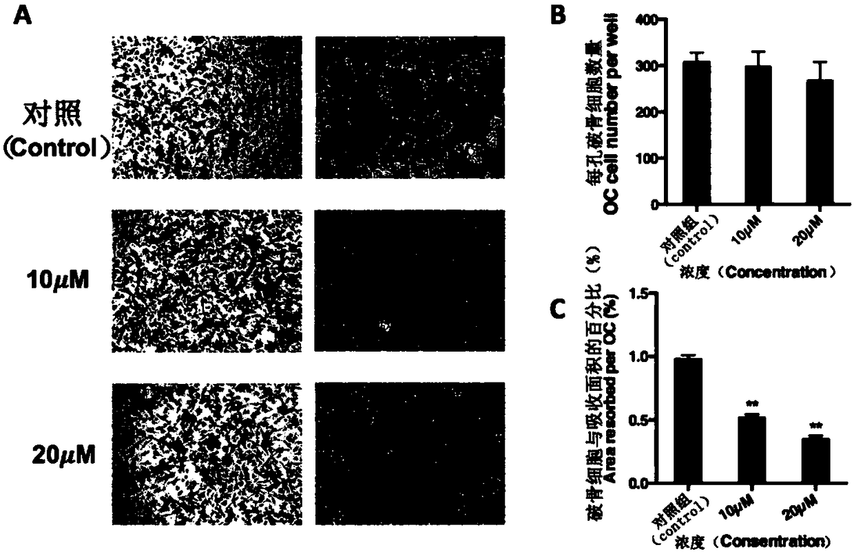 Application of chrysosplenetin to osteoporosis treatment