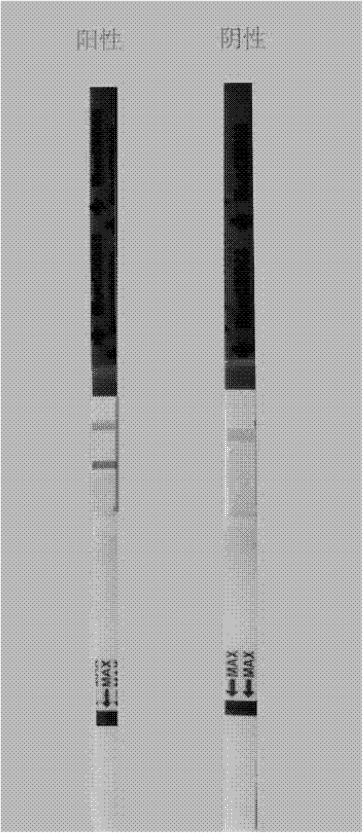 Rapid detection method based on gold magnetic particle-labeled immunochromatography