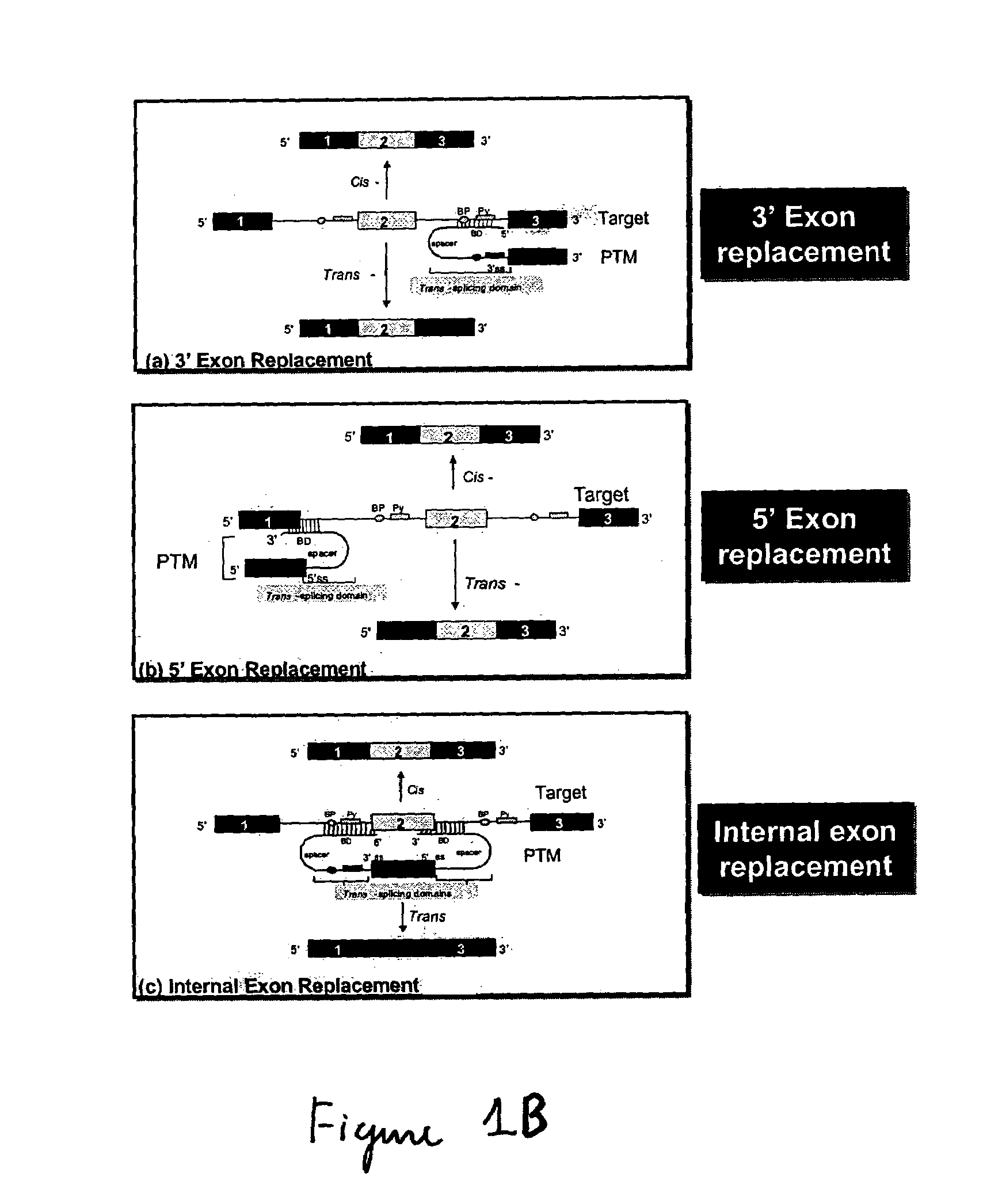 Trans-splicing mediated photodynamic therapy