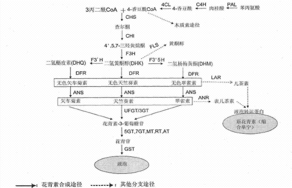 Molecule-labeled spathiphyllum (spathiphyllum kochii) directive breeding method