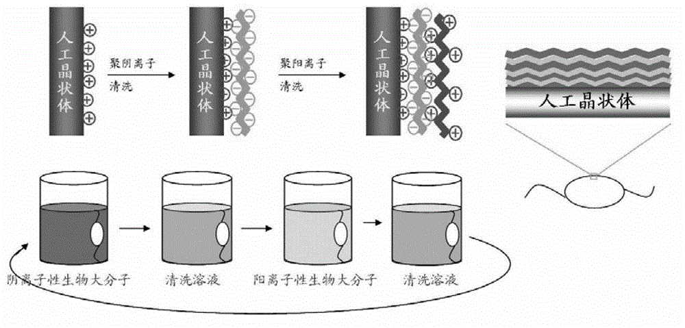 Modification process of surface bionic self-assembly multilayer film of artificial lens and artificial lens provided with surface bionic self-assembly multilayer film