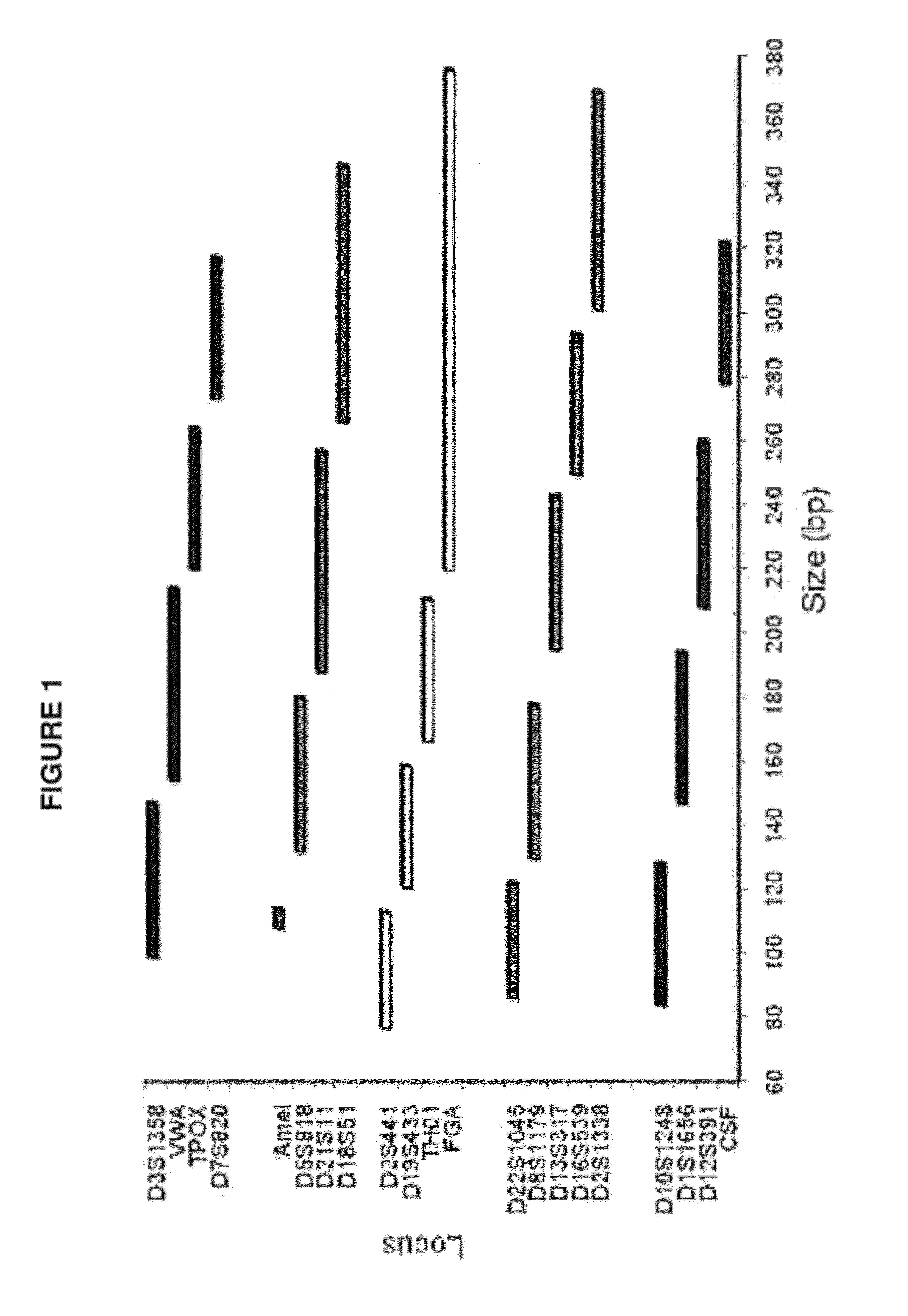 Methods and kits for multiplex amplification of short tandem repeat loci