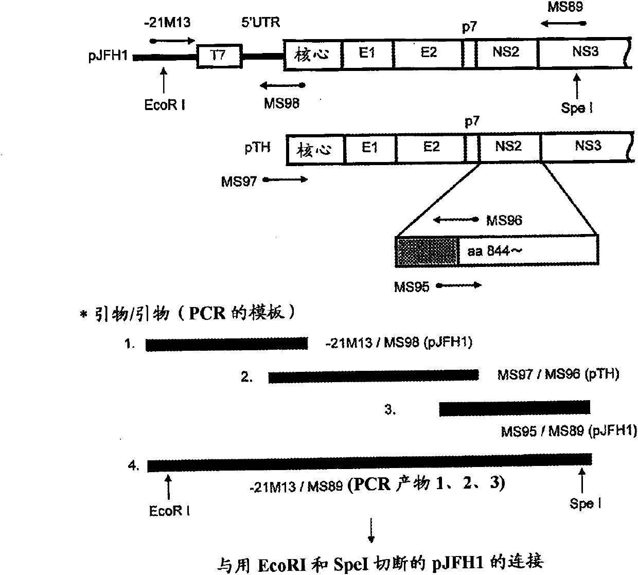 Nucleic acid containing chimeric gene derived from hepatitis type-C virus